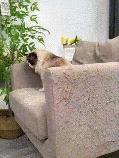 Cat Scratching Mat in Use